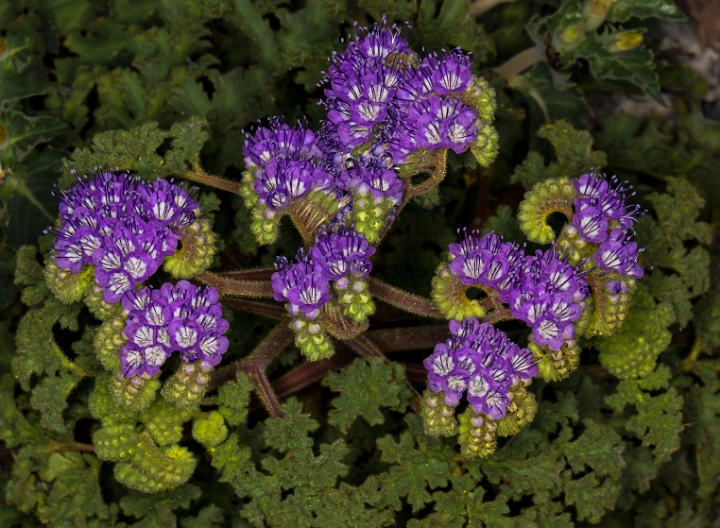 Phacelia pedicellata 16-6067.jpg